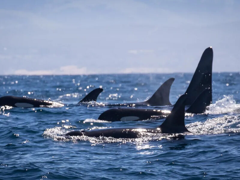a bird flying over a body of water