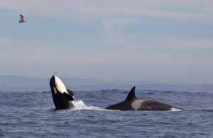 a bird flying over a body of water