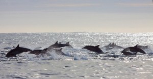 a group of people swimming in a body of water