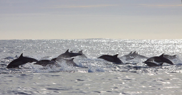 a group of people swimming in a body of water