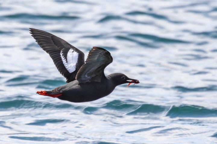 a bird flying over a body of water