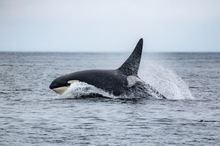 killer whale breaching