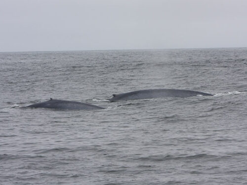a whale jumping out of the water