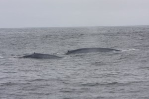 a whale jumping out of the water