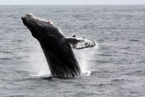 a whale jumping out of the water