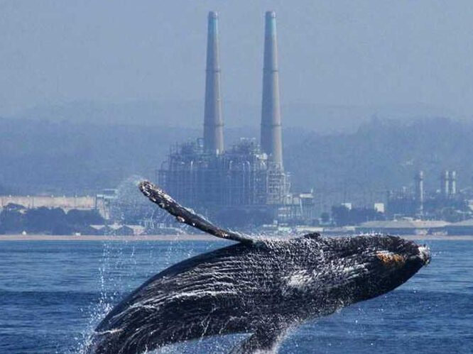 a bird flying over a body of water