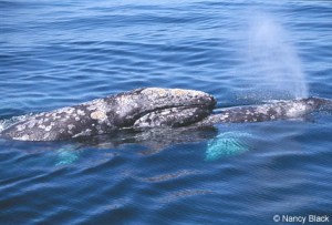 an animal swimming in the water