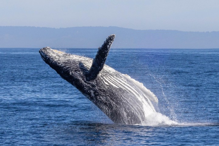 a whale jumping out of a body of water