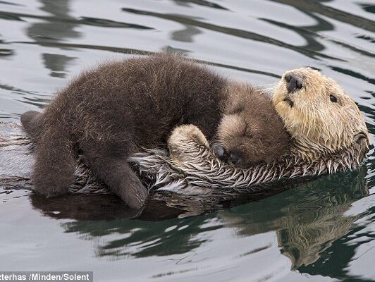 a brown bear swimming in a body of water