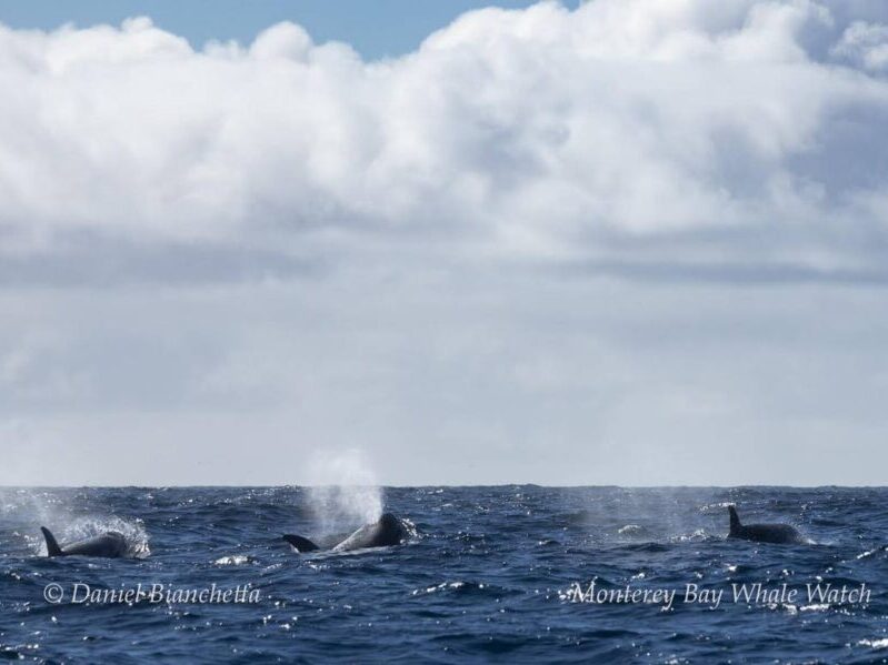 Killer Whales in Monterey Bay