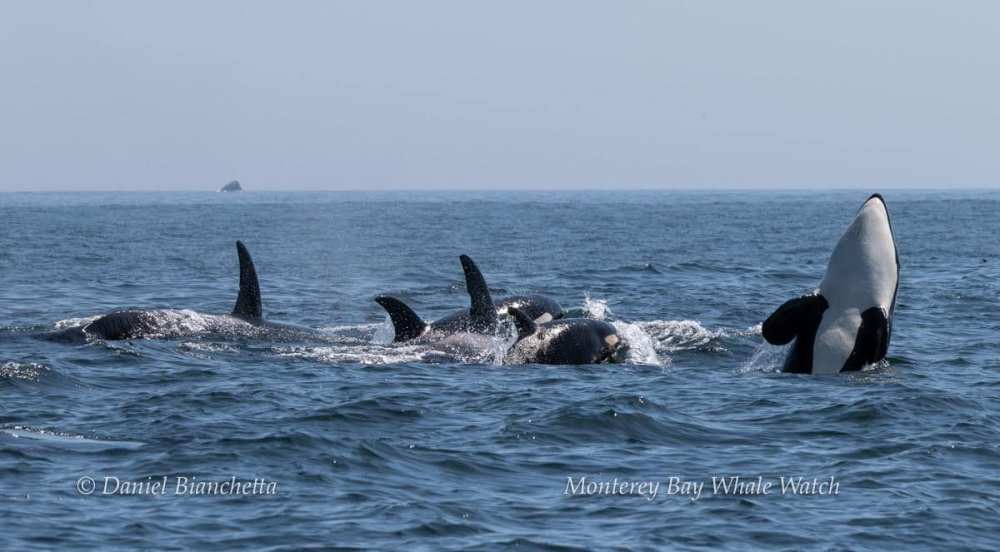 a bird swimming in water next to the ocean