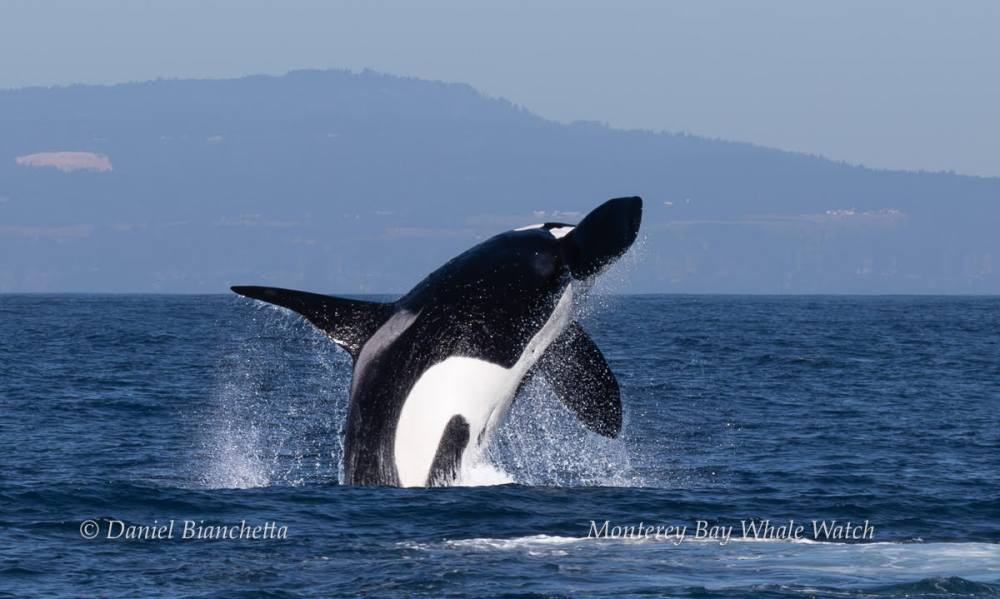 a bird flying over a body of water