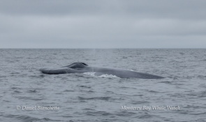 Blue whale surfacing in the ocean with cloudy sky background.