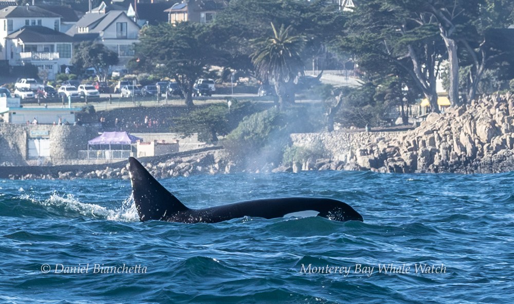 Orca surfacing in Monterey Bay with town and trees in the background.