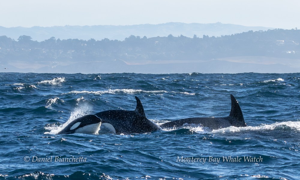Two orcas swimming in choppy sea with distant coastline in background.