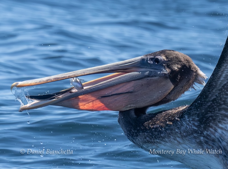 Close-up of brown pelican catching fish in its beak above ocean water.