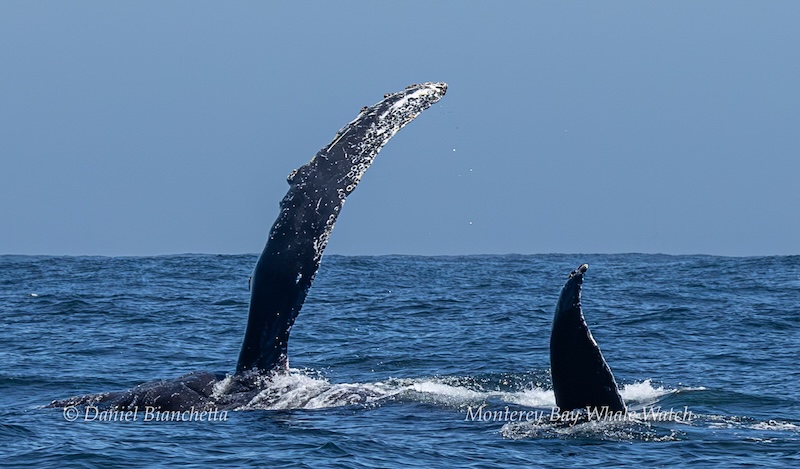 Two whale fins emerging from the ocean against a clear blue sky.