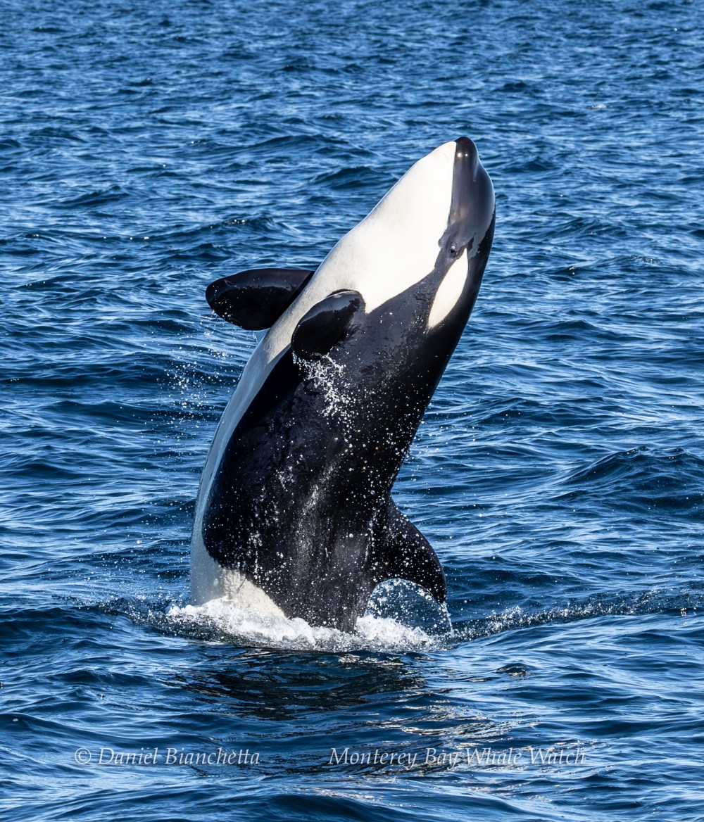 Orca breaching water surface with ocean background.