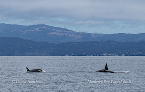 Two orcas swimming near the surface of the ocean with mountains in the background.