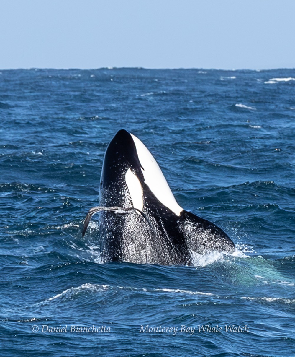 Orca breaching ocean surface with a bird flying nearby.