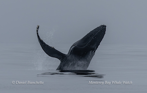 A humpback whale breaching with fins raised in misty gray ocean.