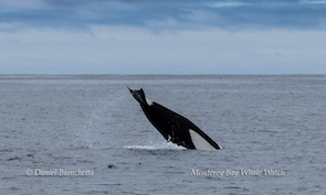 Whale tail splashing in ocean, under cloudy sky.