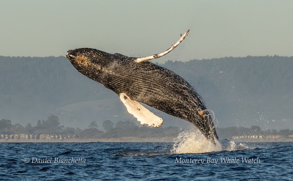 Humpback whale breaching ocean with mountains in the background.