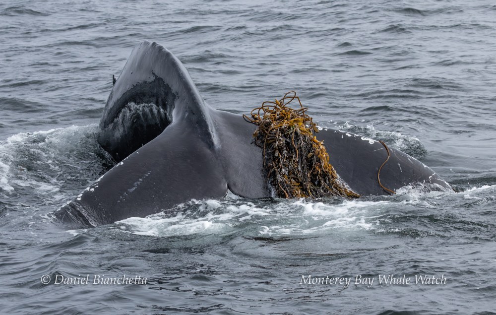 Whale tail with seaweed in water, captioned 'Monterey Bay Whale Watch'.