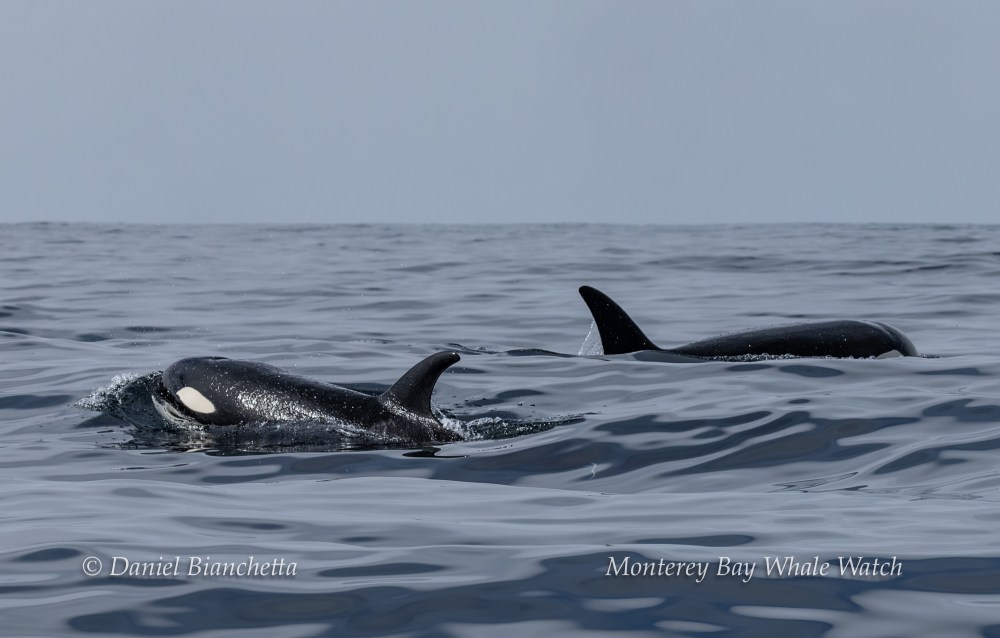 Two orcas swimming near the ocean surface under a clear sky.