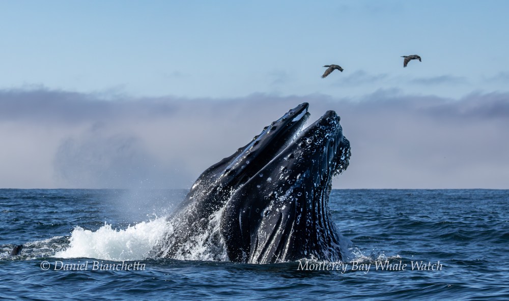 Humpback whale breaching water with two birds flying above on a clear day.