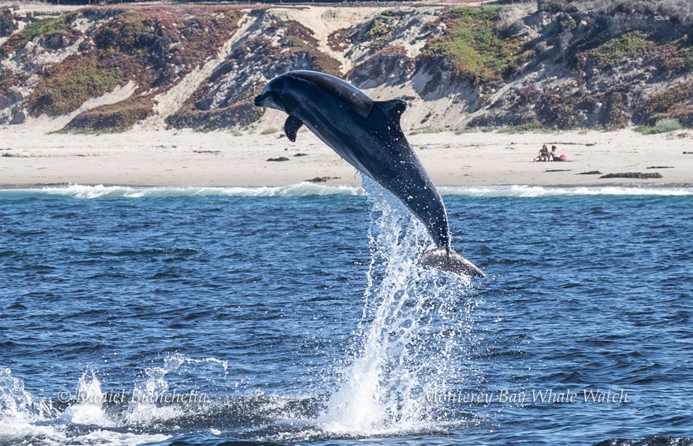 A dolphin leaping out of the ocean near a sandy beach with hills in the background.