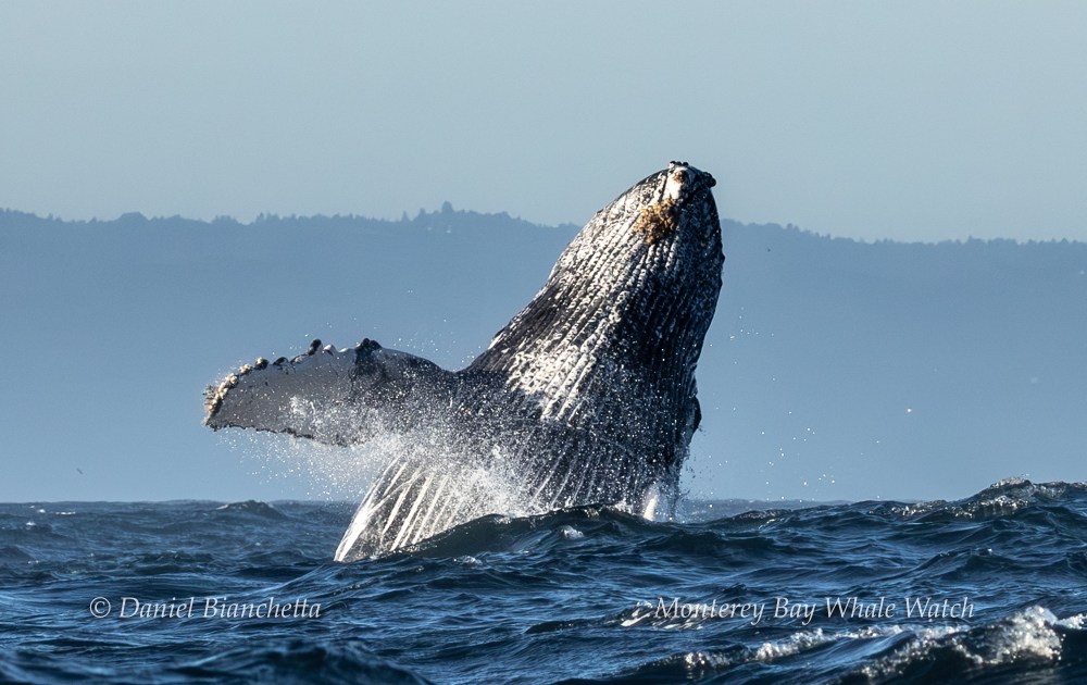 Humpback whale breaching the ocean surface under a clear sky.