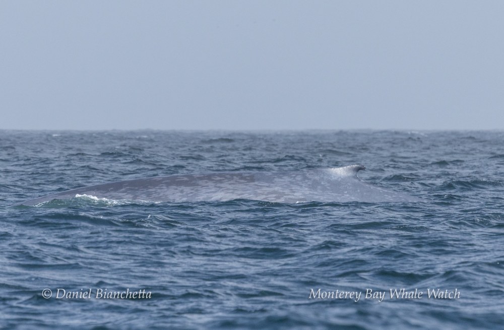 Blue whale surfacing in the ocean, with a visible back and small dorsal fin.