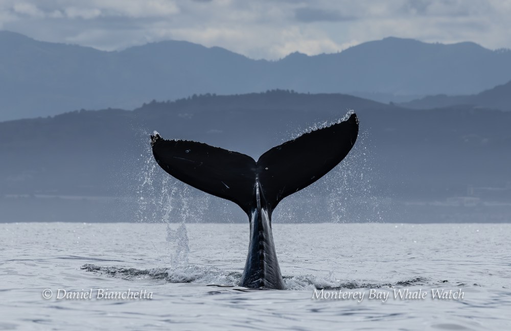 Whale tail splashing in ocean with distant mountains in the background.
