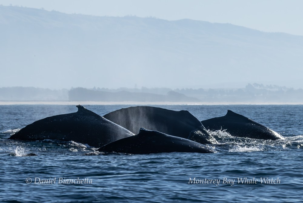 Group of humpback whales surfacing in calm ocean near distant shoreline.