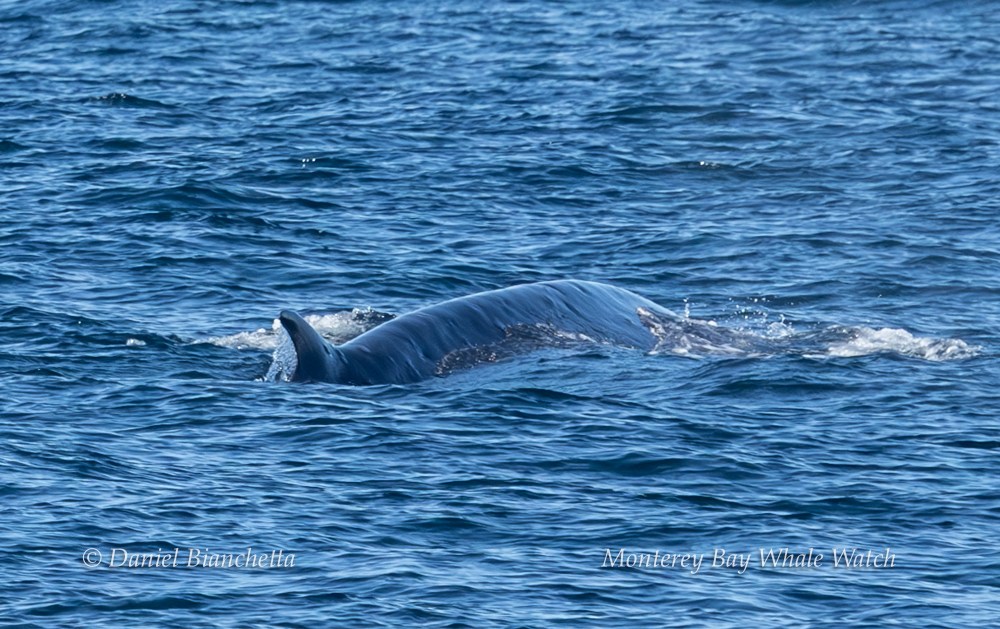 Whale partially submerged, fin visible, in the blue ocean water.