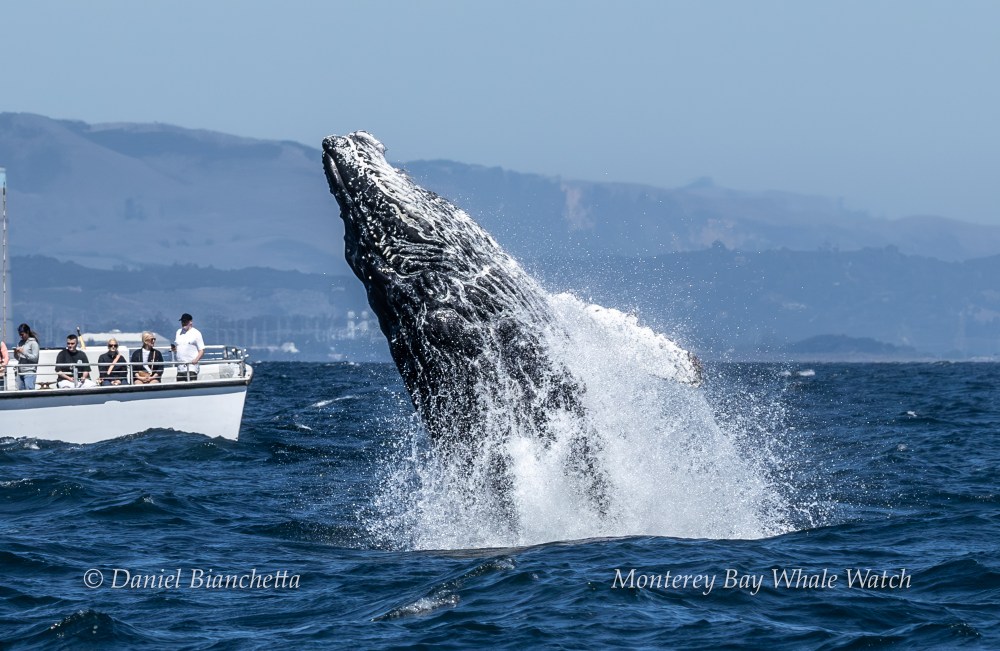 A whale breaching near a boat with people watching in a scenic ocean bay.