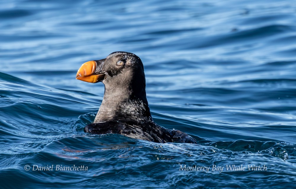 A tufted puffin with an orange beak swims in the ocean.