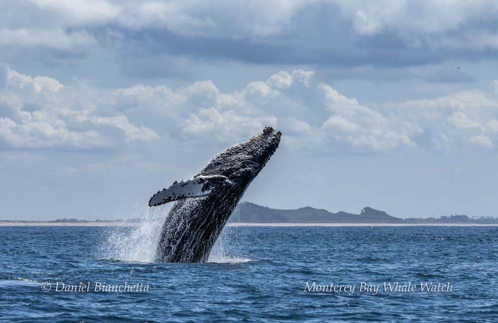 Humpback whale breaching out of ocean against a cloudy sky.