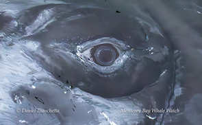 Close-up of a whale's eye partially submerged in water.