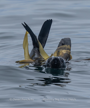 Seal swimming with kelp around its body in calm ocean water.