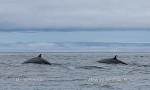 Two whale backs visible above ocean waves under a cloudy sky.