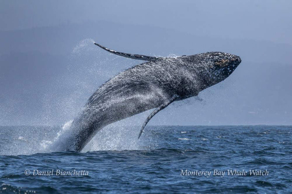 Humpback whale breaching out of the ocean, surrounded by splashing water.