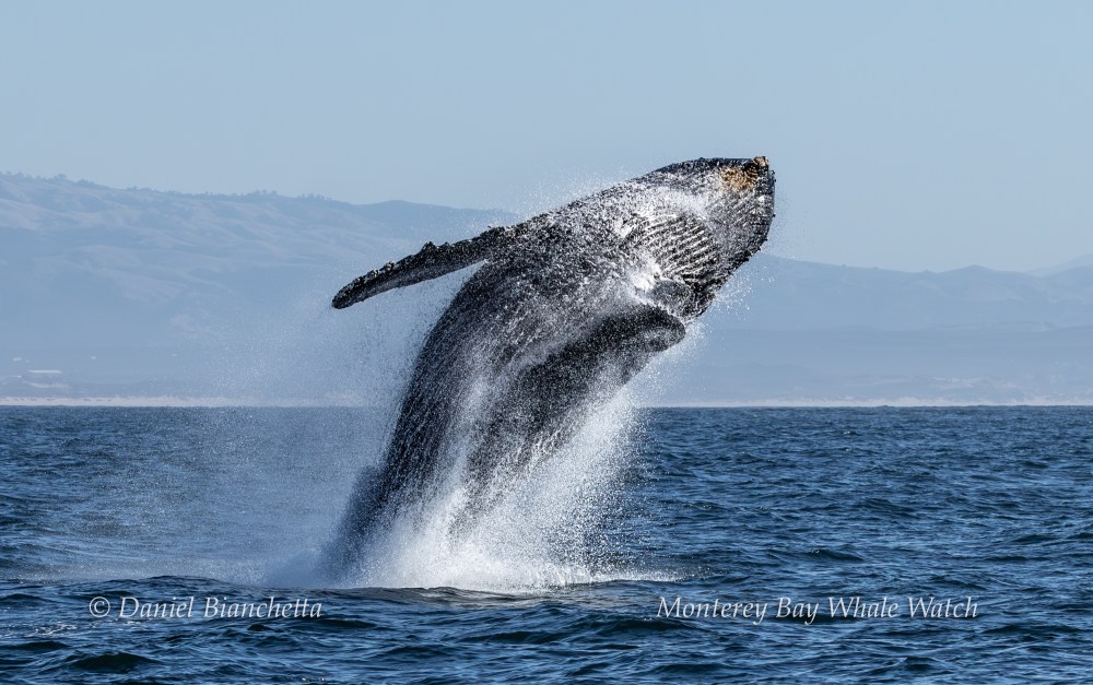 Humpback whale breaching in ocean near coastline under clear blue sky.