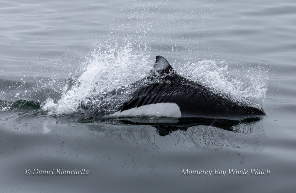 A dolphin partially submerged, splashing through calm water.