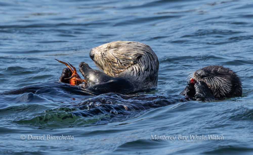 Two sea otters floating in water, one holding a crab, the other holding something red.