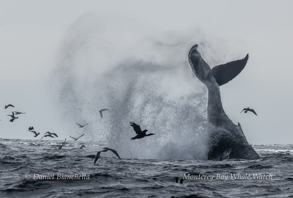 Whale tail splash in ocean, surrounded by flying seabirds.