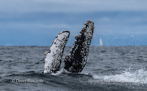 Two whale flippers breaching the ocean surface, sky and distant sailboat in background.