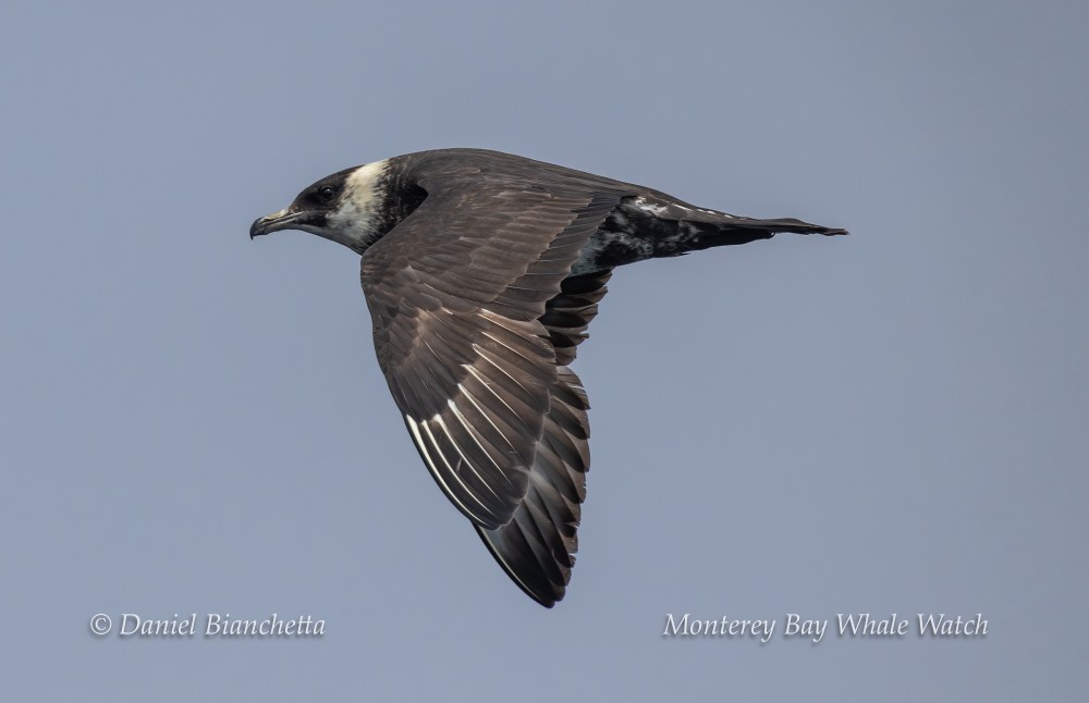 A dark bird with distinctive white markings flies against a clear sky.