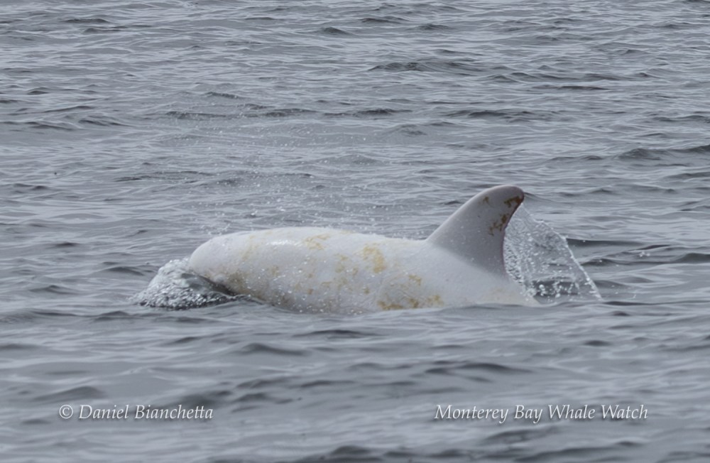 White dolphin surfaces in ocean water with dorsal fin visible.